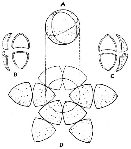 Fig. 13: Cahill's diagram of orange